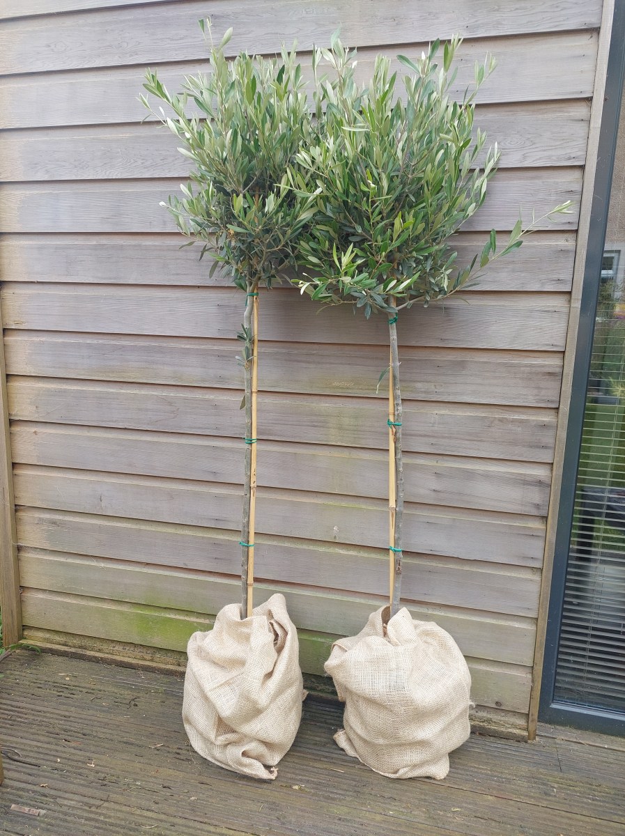 trees to decorate wedding venues